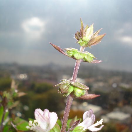 FLORI DE BUSUIOC